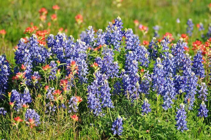 Image of bluebonnets along our lake cabin rentals property. Native Texas wildflowers bloom annually around our Hill Country Resort making Spring an even more beautiful time to visit.