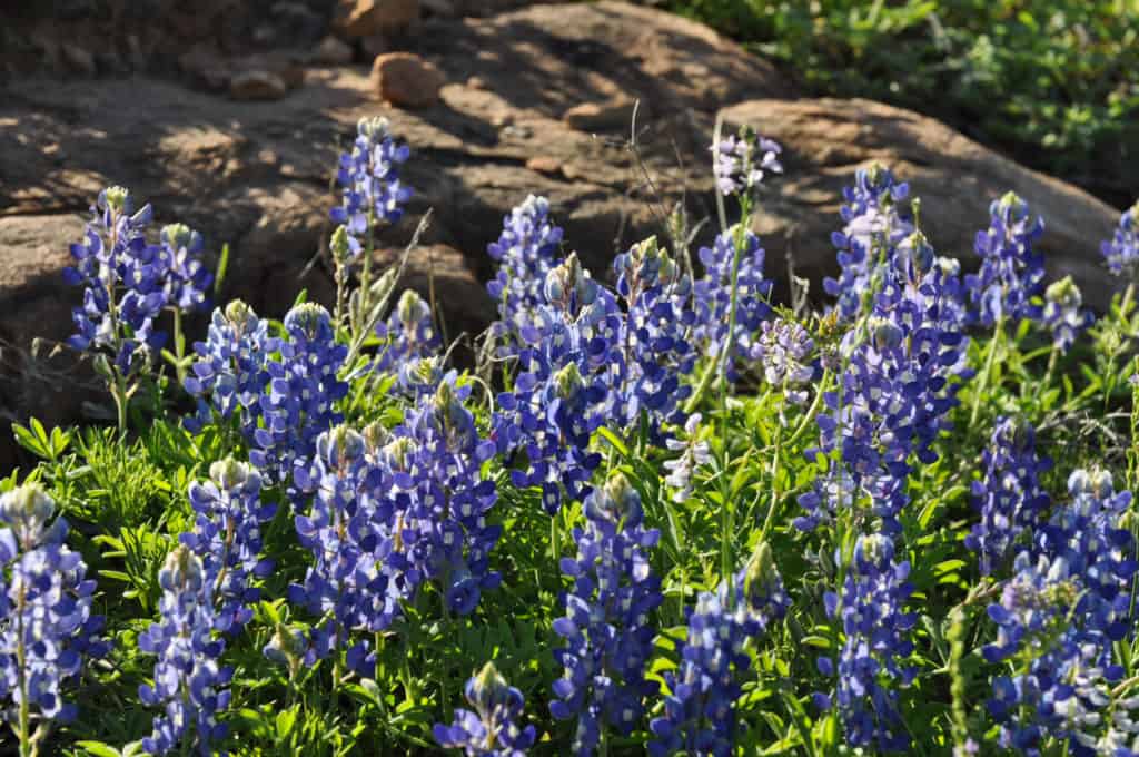 Image of bluebonnets in the Texas Hill Country. These iconic wildflowers bloom annually in the Spring.