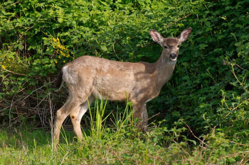 Texas Hill Country wildlife