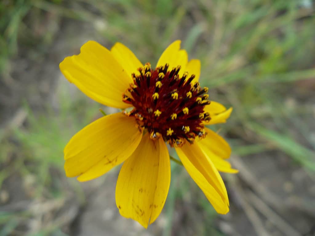 Image of a Greenthread. This is a native wildflower in the Texas Hill Country