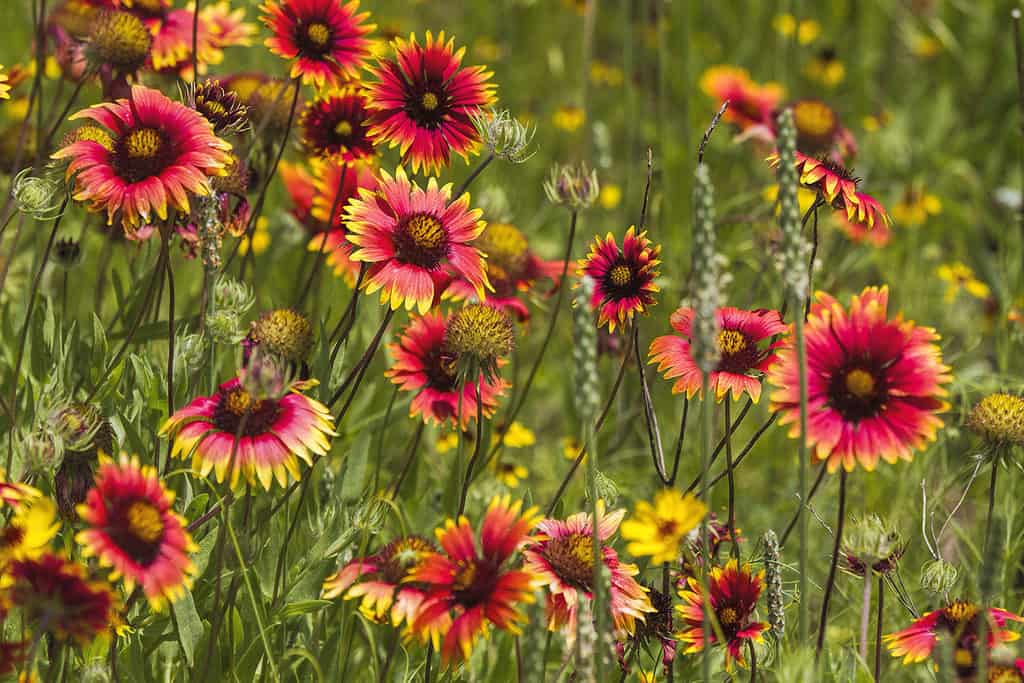 Image of Indian Blankets- Native Texas hill country wildflowers