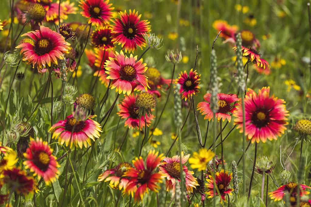 Indian Blanket- texas hill country wildflowers