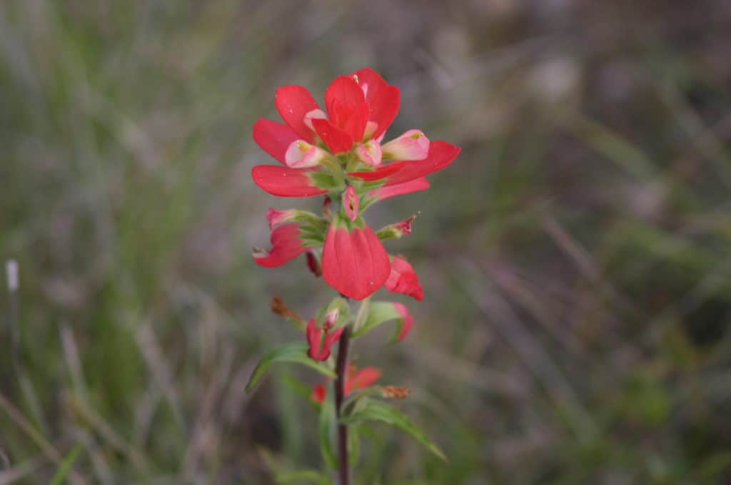 Image of a Texas Indian Paintbrush wildflower- Native to the Texas Hill Country