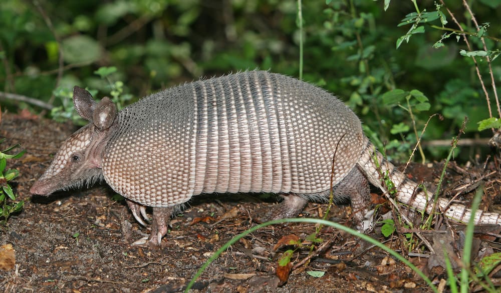 nine-banded armadillo- wildlife in Texas Hill Country