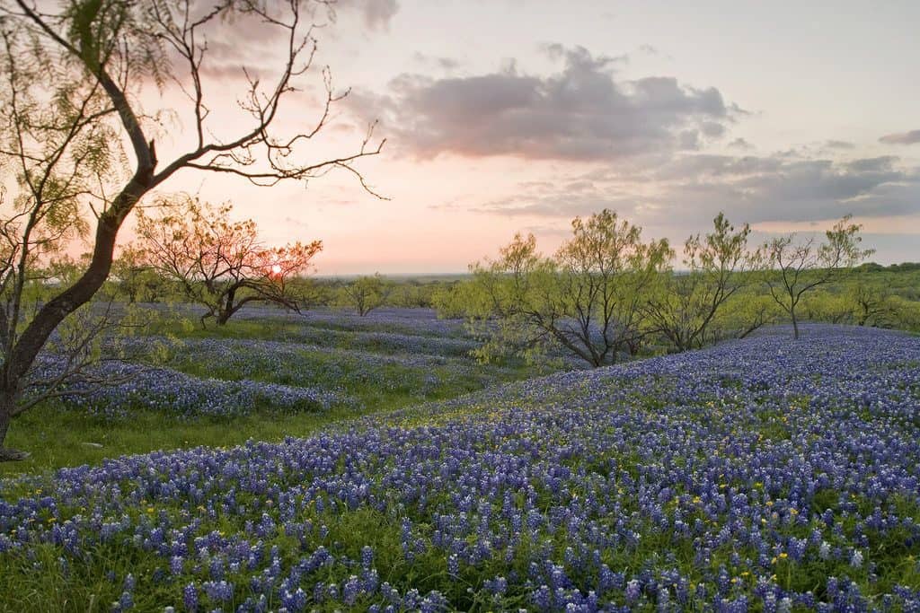 Texas Hill Country Wild Flowers