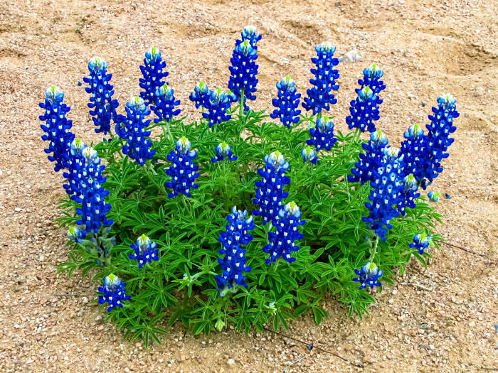 Image of bluebonnets in Texas on the sandy beach at our lake resort.
