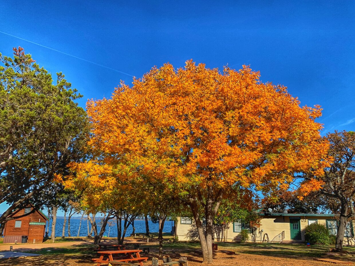 Image of a tree at Willow Point during fall