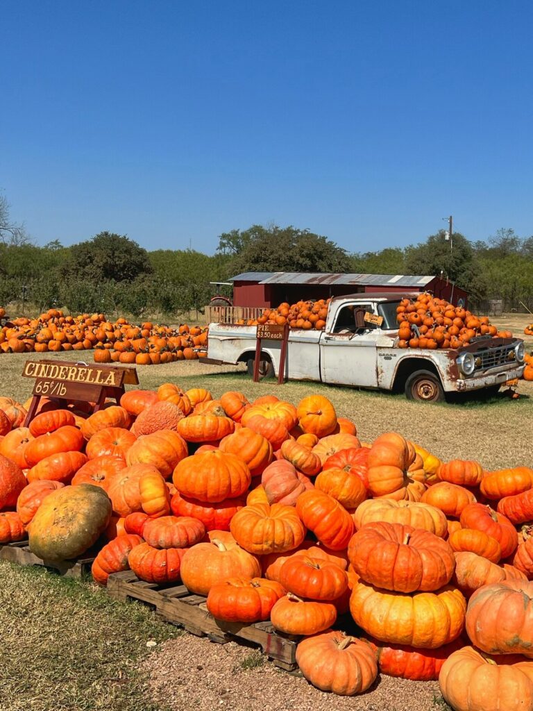 Image of Sweet Berry Farm. One of the best pumpkin patches in Texas! Located in Marble Falls.