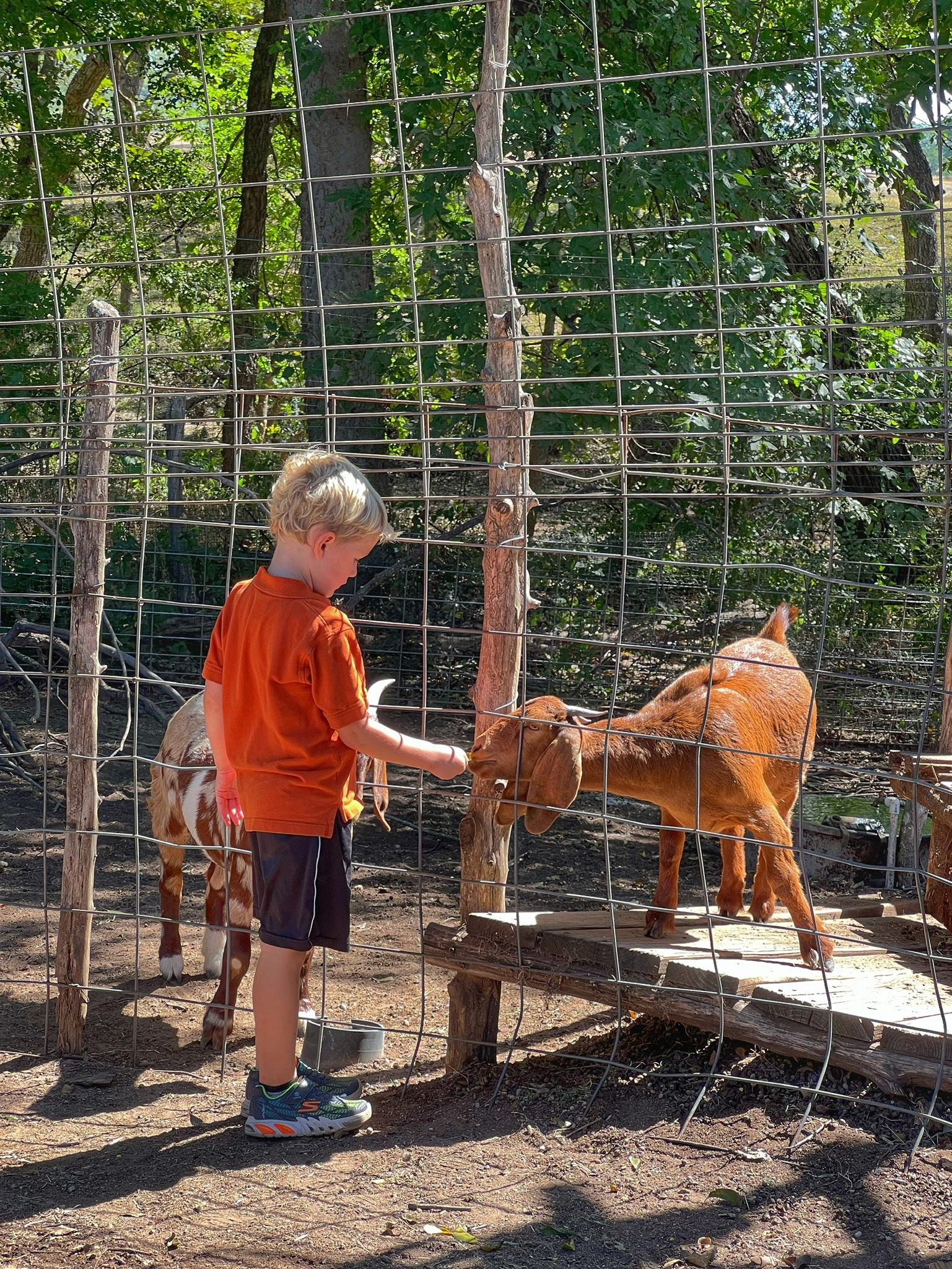 Image of a child feeding one of the farm animals at one of the best pumpkin patches in Texas, Sweet Berry Farm!